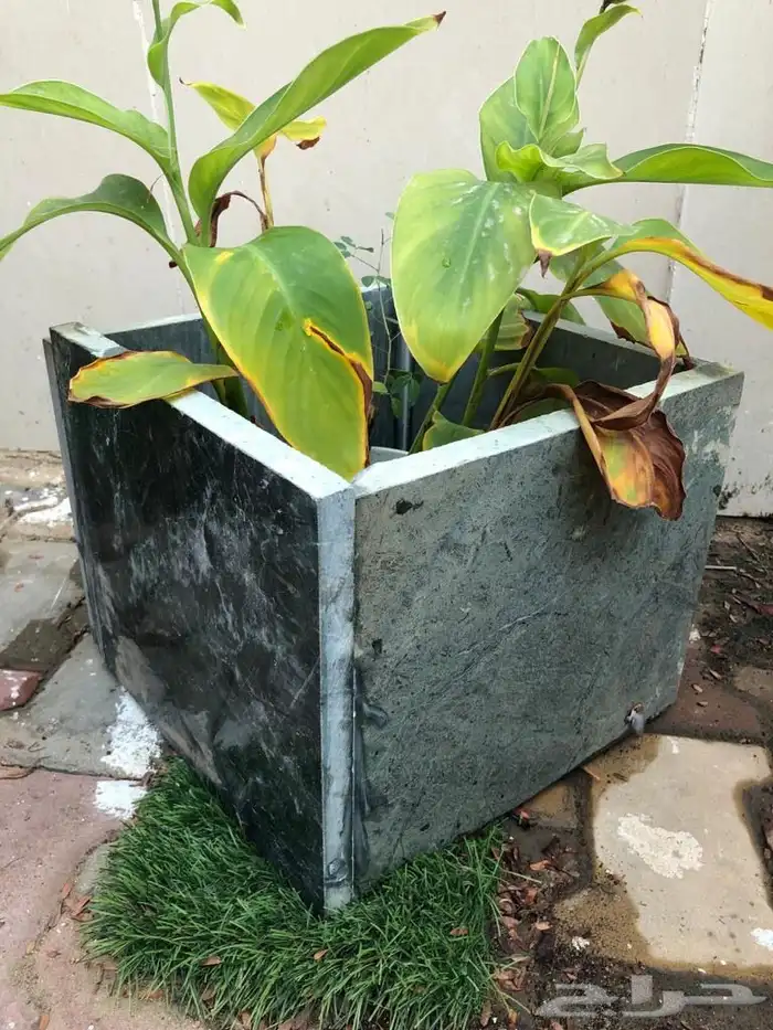 مراكن زرع من الأسمنت مراكن اسمنتيةوشجر اللوز الهندي 6