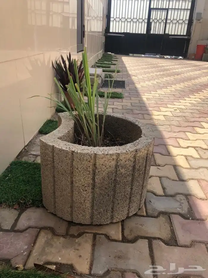 مراكن زرع من الأسمنت مراكن اسمنتيةوشجر اللوز الهندي 10