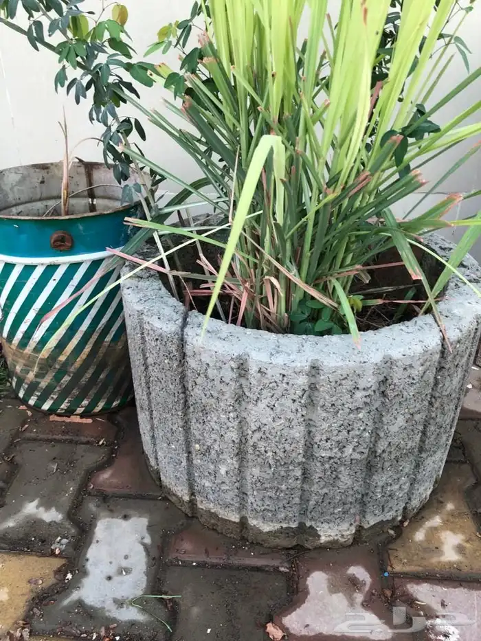 مراكن زرع من الأسمنت مراكن اسمنتيةوشجر اللوز الهندي 1