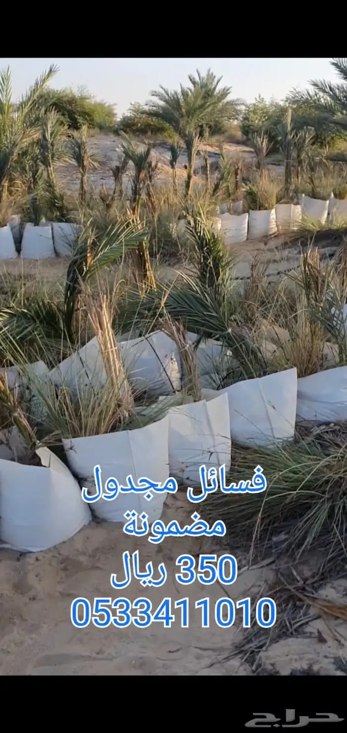 فسائل نخل مجدول 0
