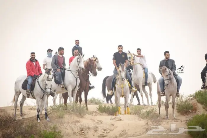 رحلات وجولات خيل 0