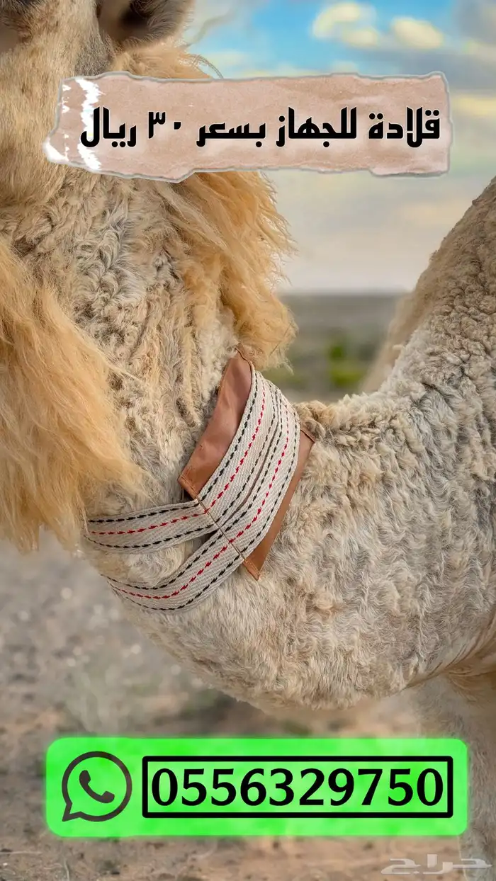 جهاز تتبع للبل والسيارات 1