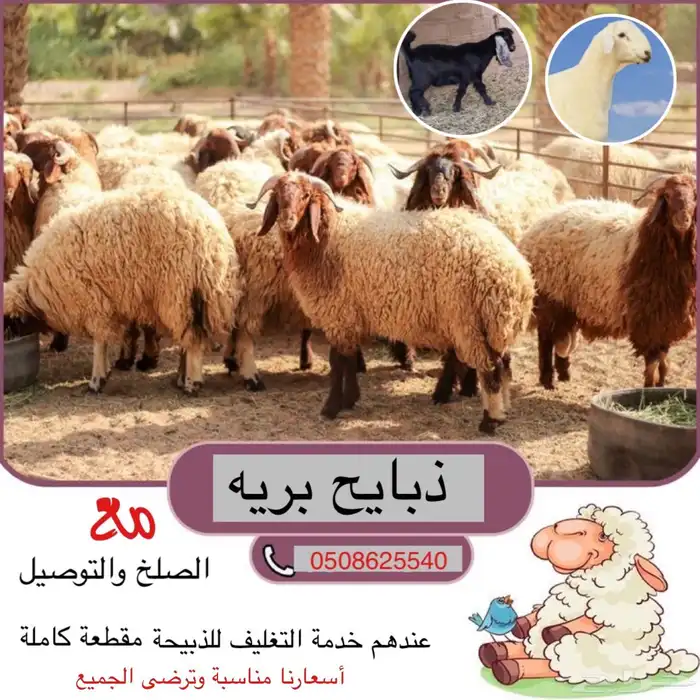 لبيع الذبايح مع خدمة الصلخ والتوصيل 0