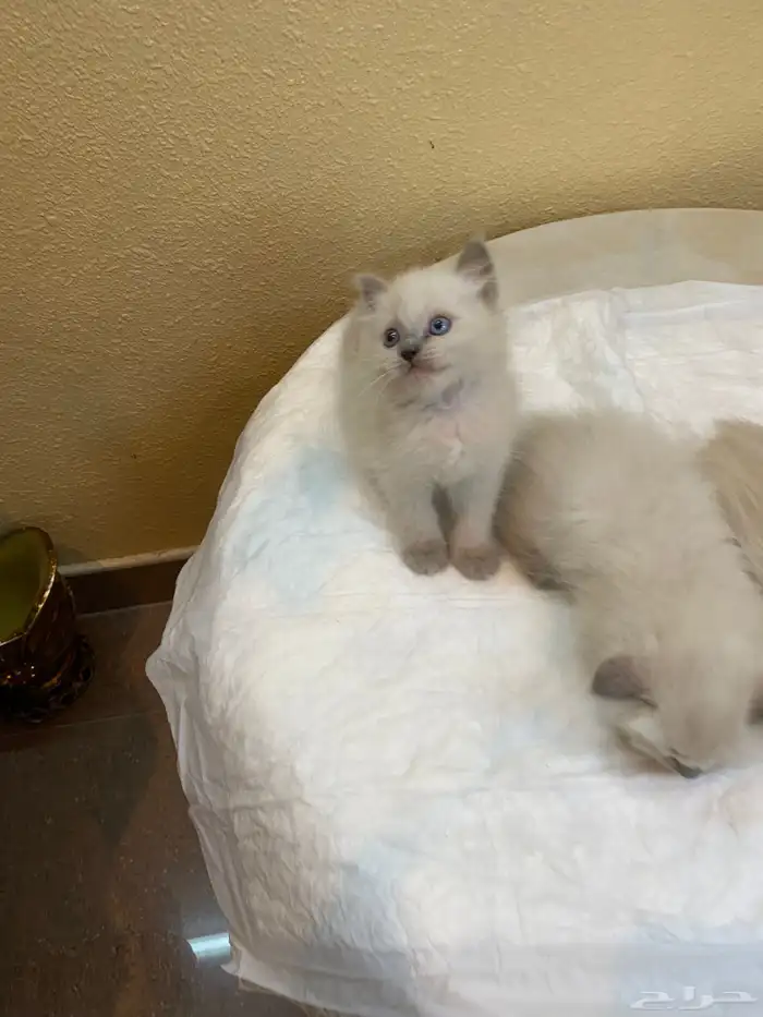 كيتن هملايا بيور 3