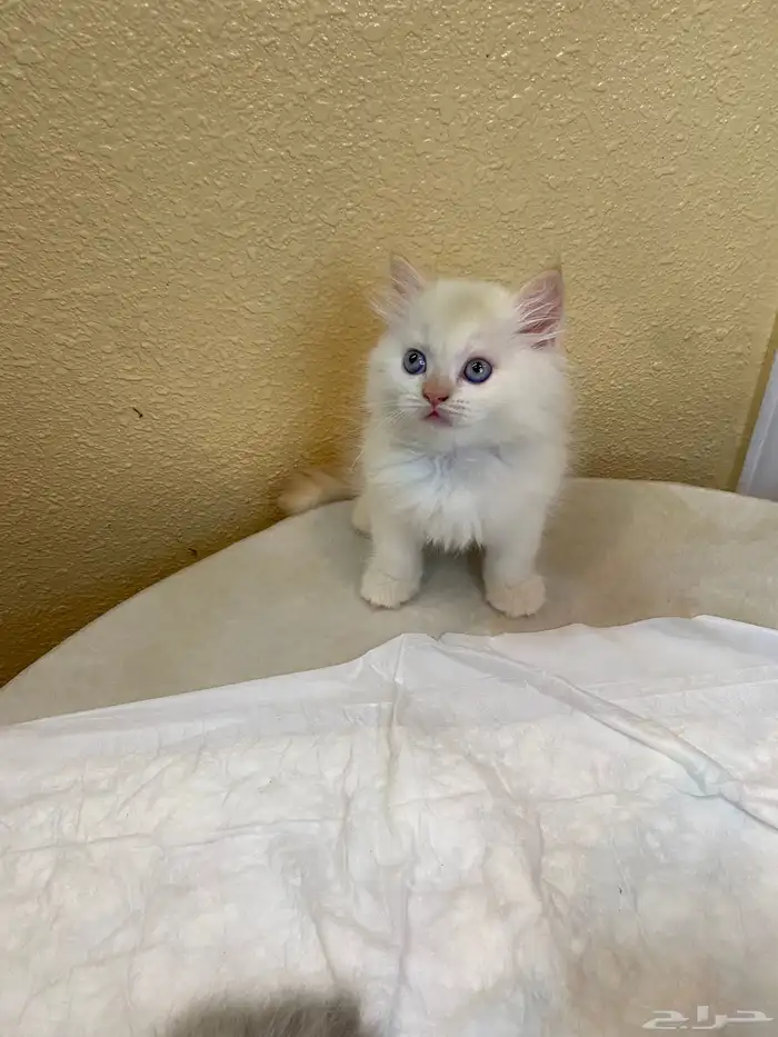 كيتن هملايا بيور 2