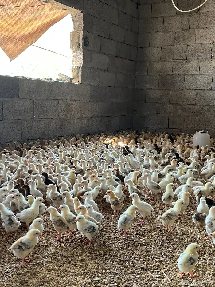 صوص بلدي2.5 اسعار منافسة بعمر12ومنتج فاخر انظر الى التقييمات 5