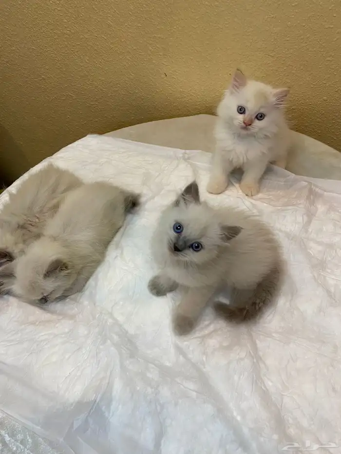 كيتن هملايا بيور 0