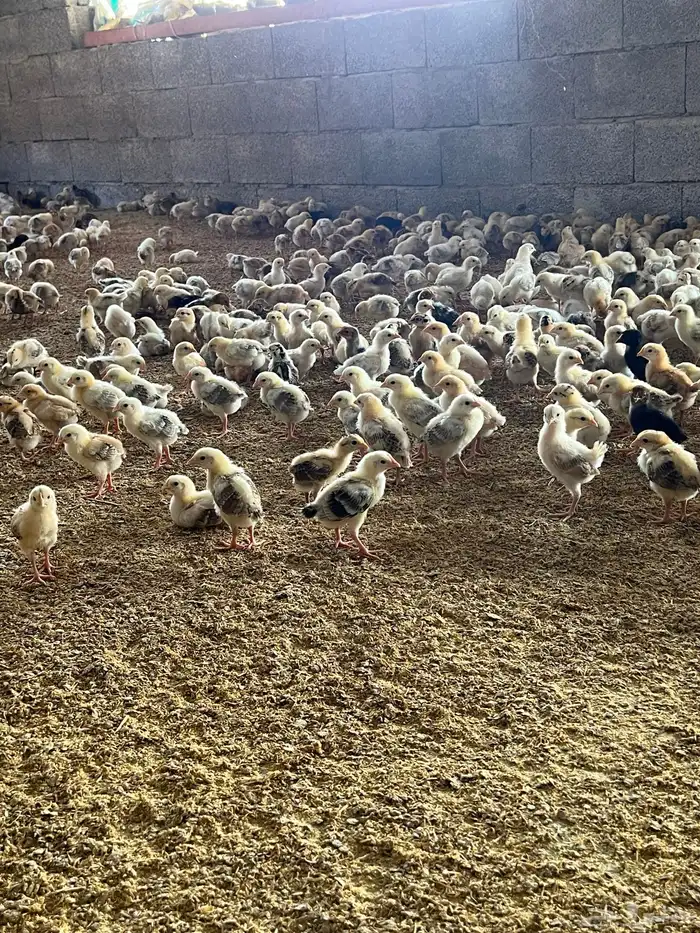 صوص بلدي2.5 اسعار منافسة بعمر12ومنتج فاخر انظر الى التقييمات 4