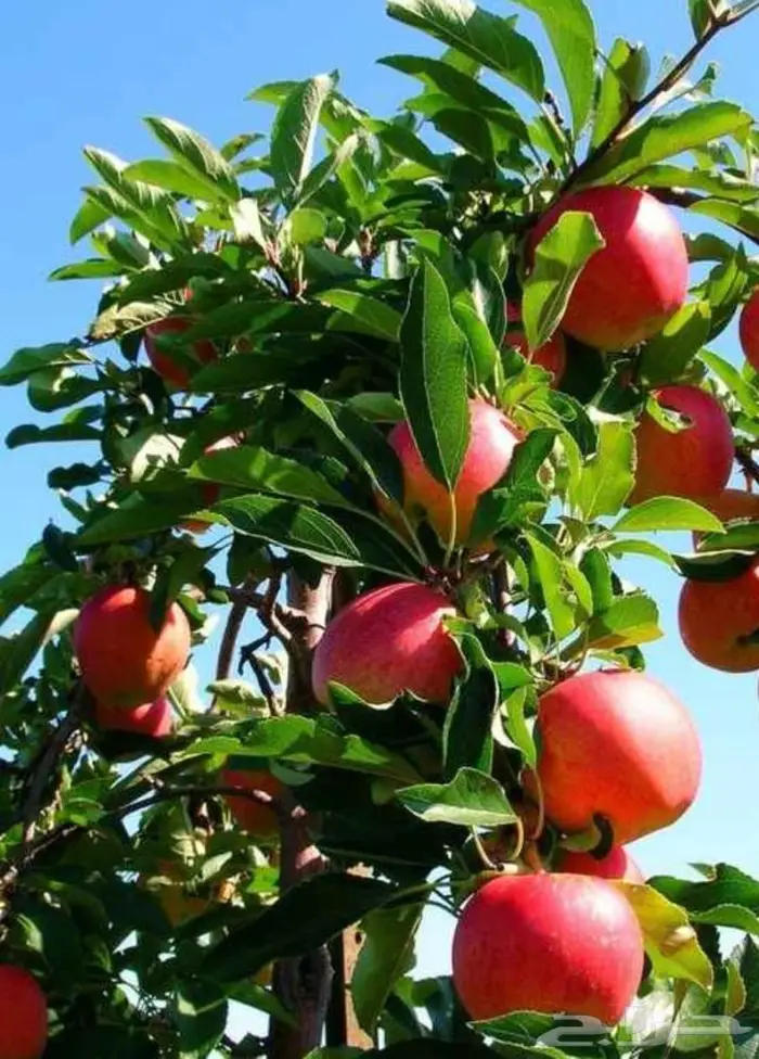 شتلات تفاح فرنسي 20ريال متر و70 سم 0