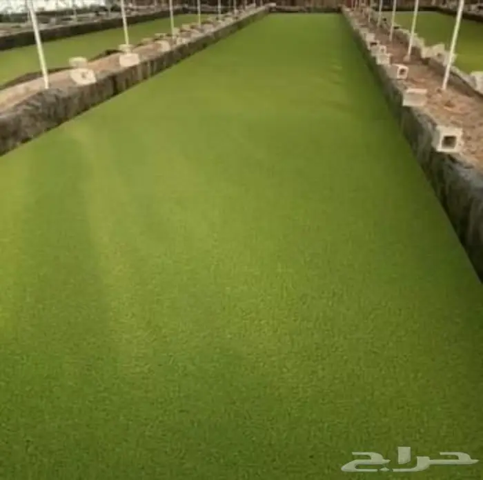 ازولا خضراء بديل الاعلاف 1