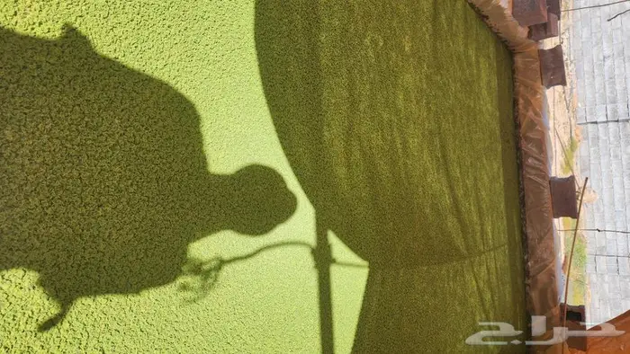 ازولا ونايلو بالكميات وسماد 6
