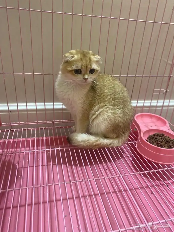 سكوتش تربل فولد قولد مسجل للبيع 3