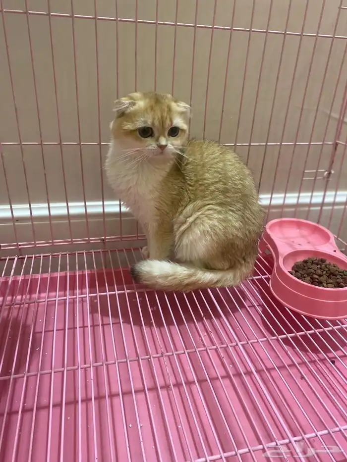 سكوتش تربل فولد قولد مسجل للبيع 2