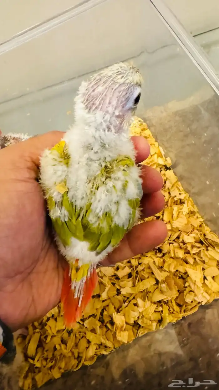 فروخ كنيور بأسعار منافسة 0