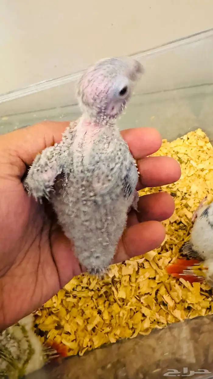 فروخ كنيور بأسعار منافسة 3