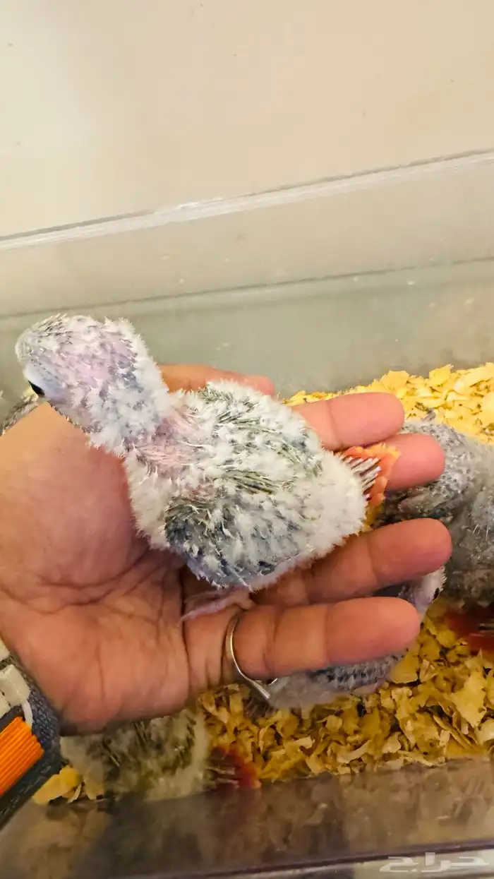 فروخ كنيور بأسعار منافسة 6