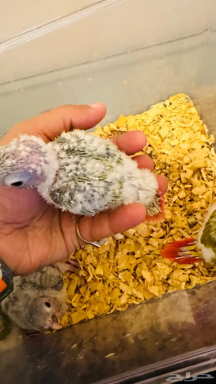 فروخ كنيور بأسعار منافسة 1