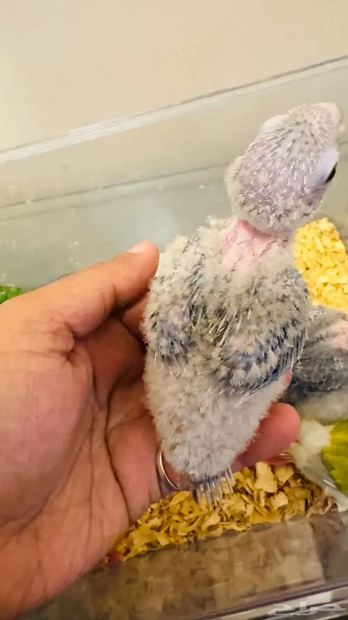 فروخ كنيور بأسعار منافسة 5