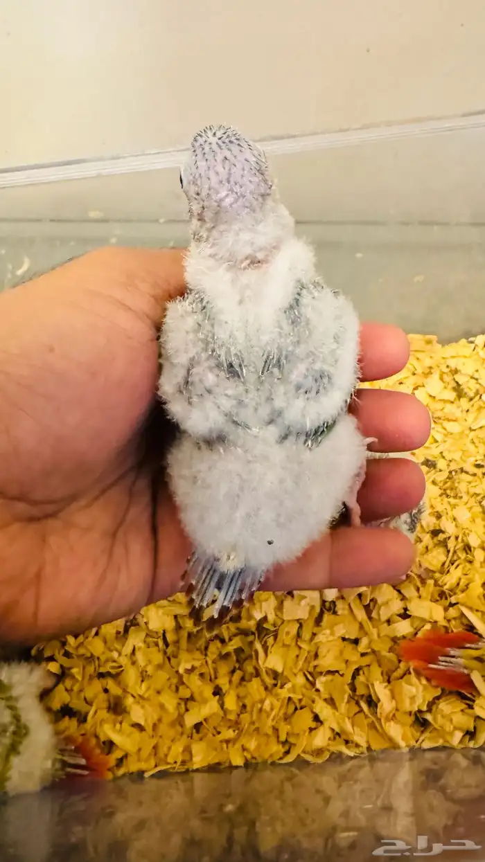 فروخ كنيور بأسعار منافسة 2