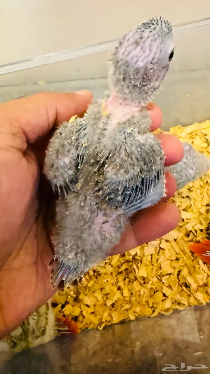 فروخ كنيور بأسعار منافسة 4