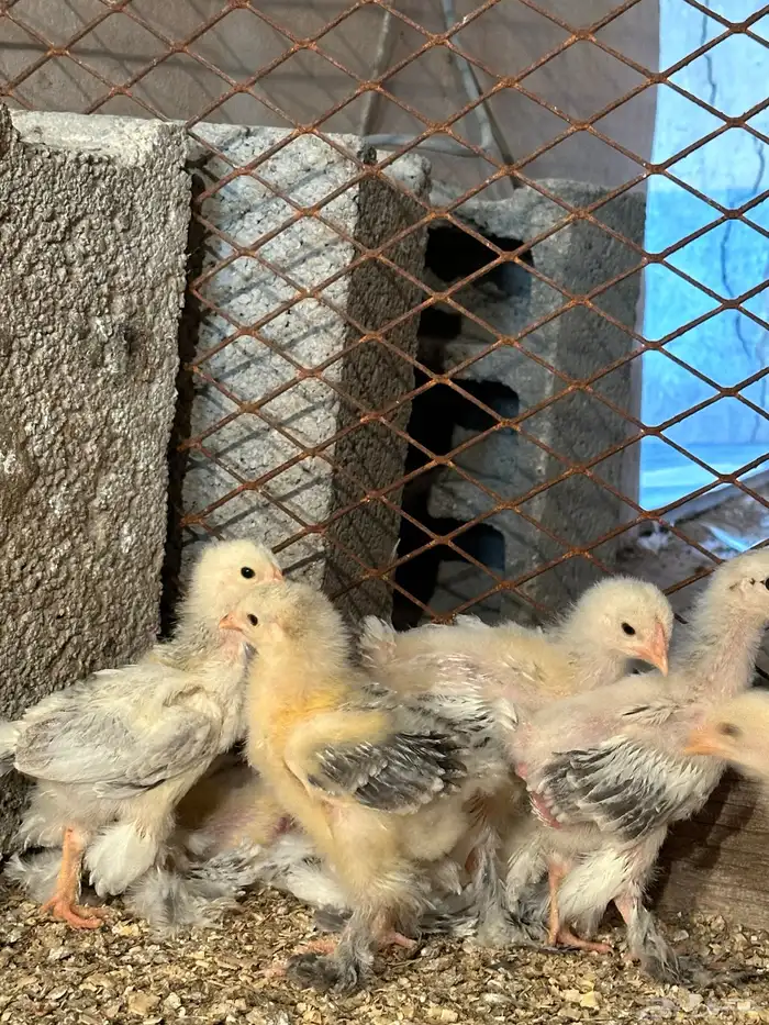 للبيع صوص براهما كولمبي 3