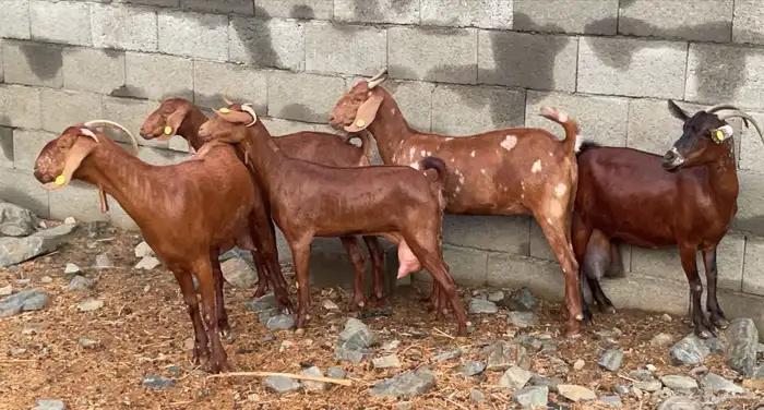 معزا دهم مطورات فواخر( تم البيع ) 0
