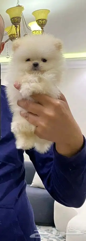 كلاب بومرينيان 1