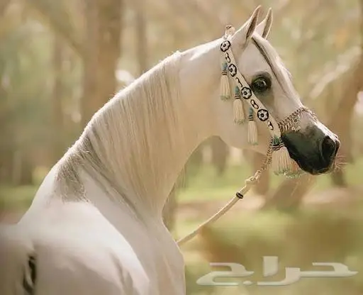 تم البيع زينة خيل صوف طبيعي مطعمه بالخرز والصدف مكونه 1