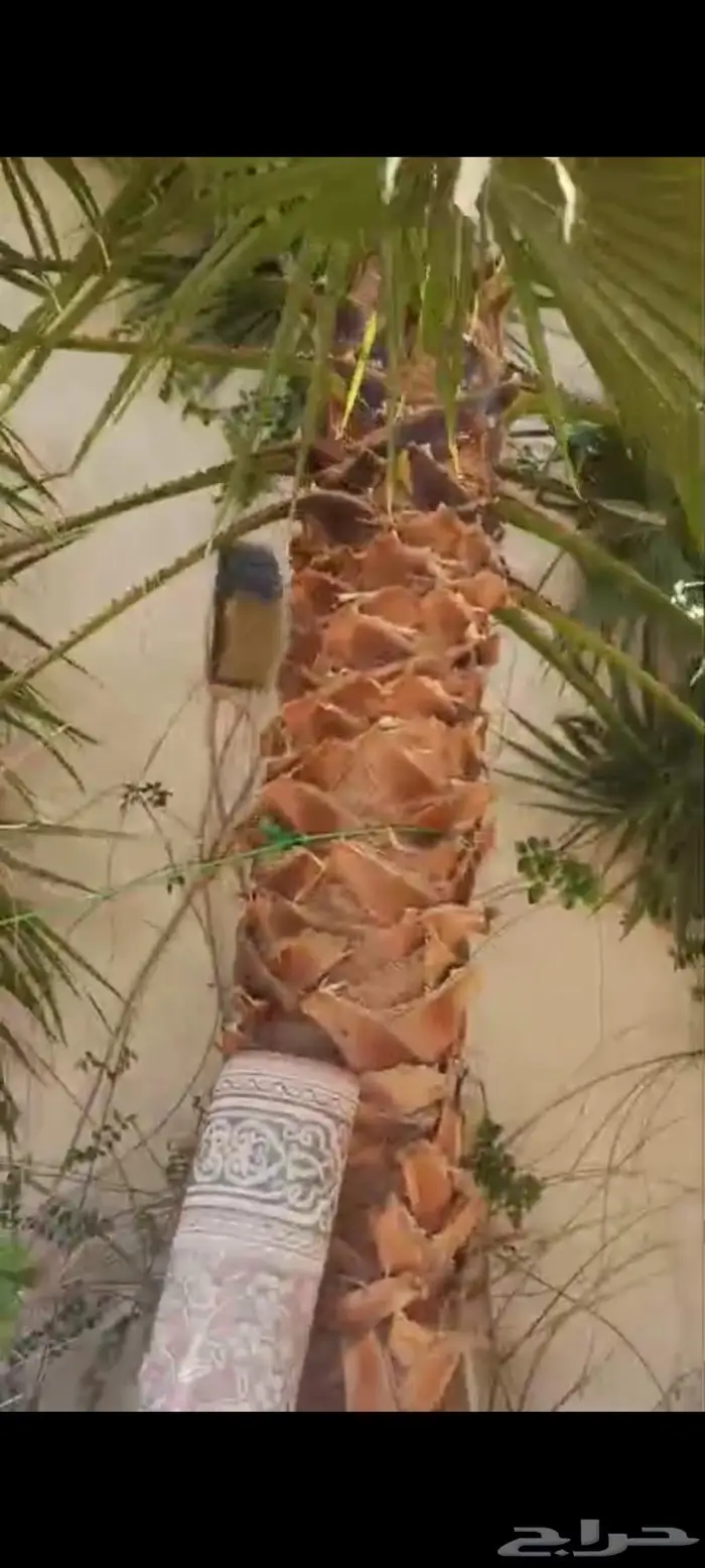 نخلتين كبيره خميس مشيط 3