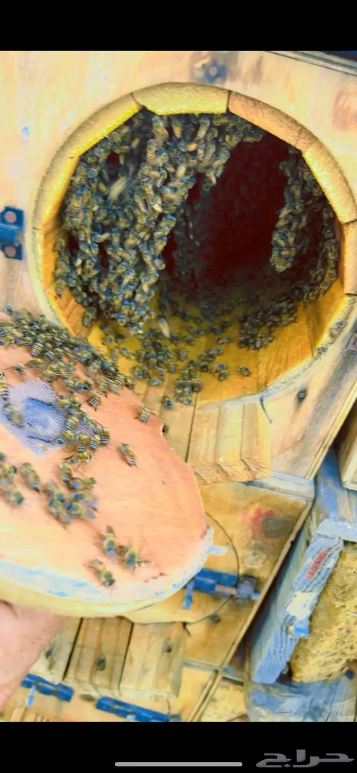 عسل جبلي صافي جديد من منحلي شخصي ا 2