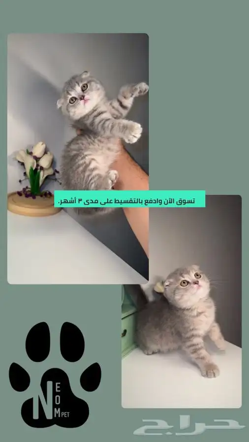 سكوتش فولد انثى ذكر هملايا شيرازي هاف بيكي قطط للبيع الرياض 1