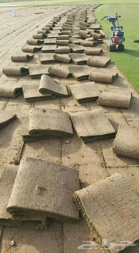 نجيل طبيعي اشجا رزينه تصميم جلسات 10