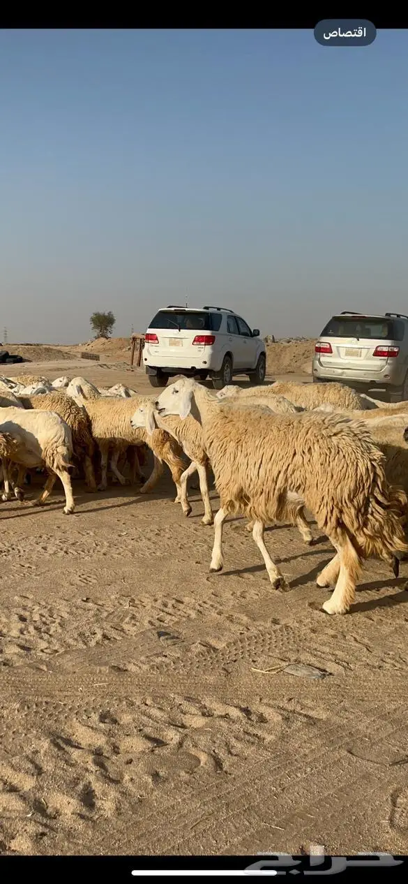 غنم حرية مراح واحد حرش طيبه 69 تحتها 5 0