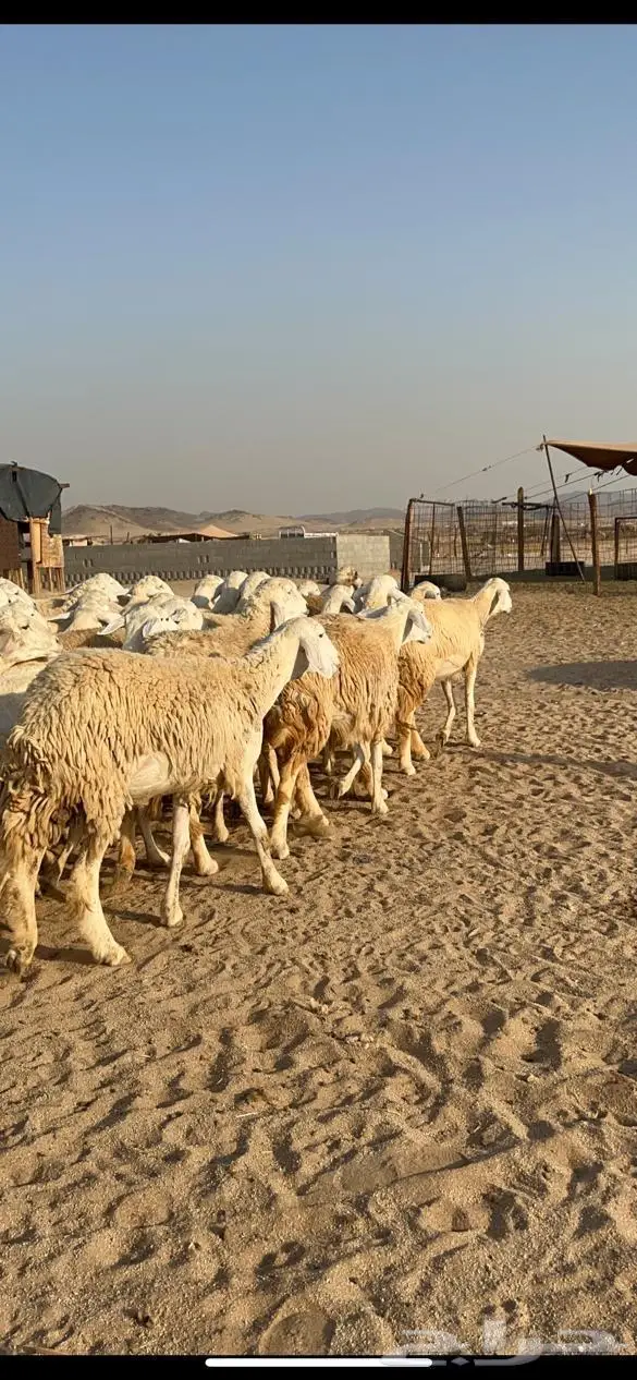 غنم حرية مراح واحد حرش طيبه 69 تحتها 5 2