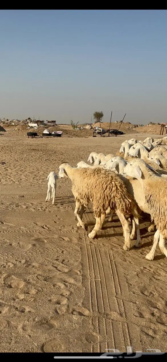 غنم حرية مراح واحد حرش طيبه 69 تحتها 5 1