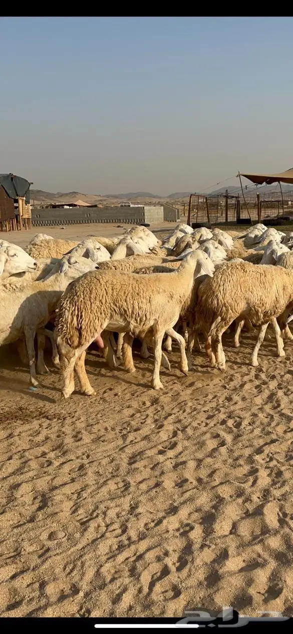 غنم حرية مراح واحد حرش طيبه 69 تحتها 5 3