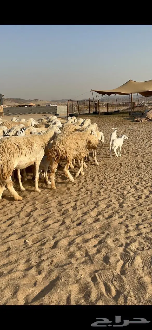 غنم حرية مراح واحد حرش طيبه 69 تحتها 5 5