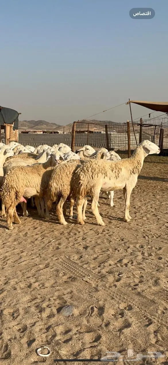 غنم حرية مراح واحد حرش طيبه 69 تحتها 5 4