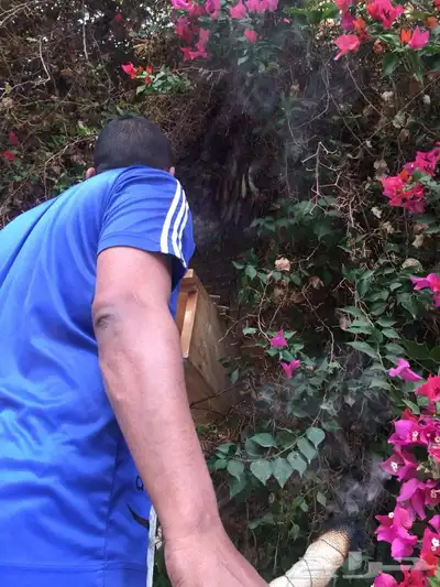 ازالت خلايا النحل من الحدائق والمزارع والشبابيك 2