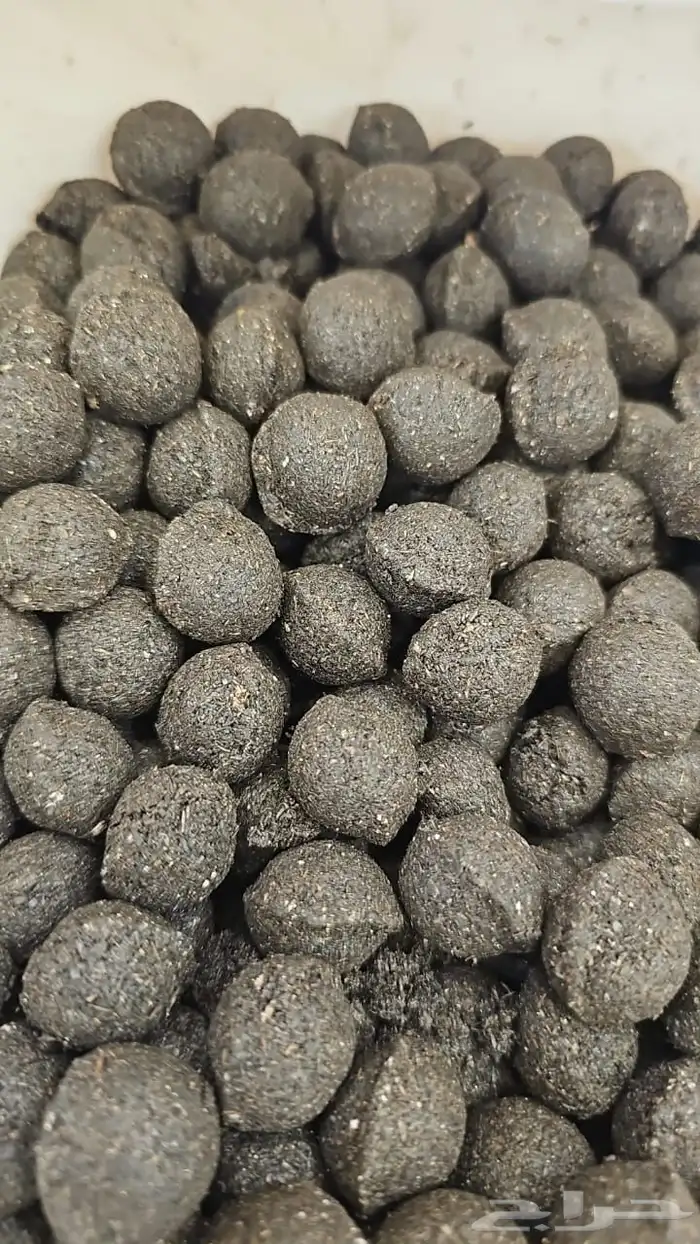 معمول طئفي ودوسري جملة. 2