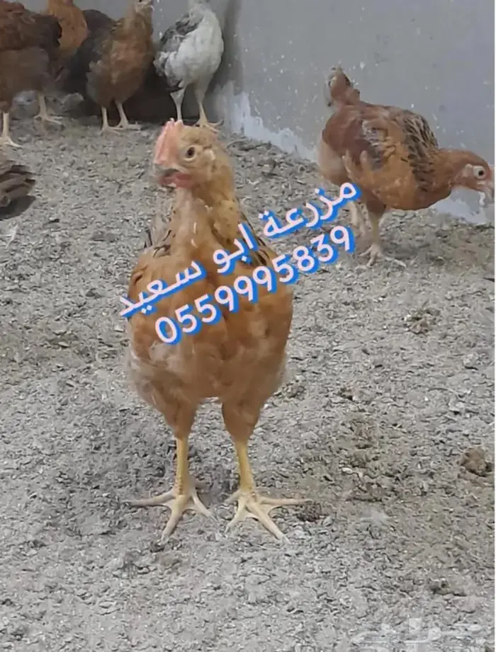 صوص فرنسي للبيع 0