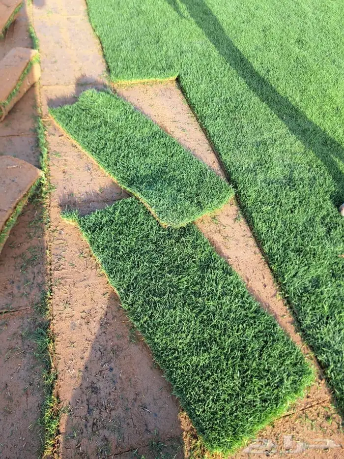 نجيل طبيعي اشجا رزينه تصميم جلسات 2