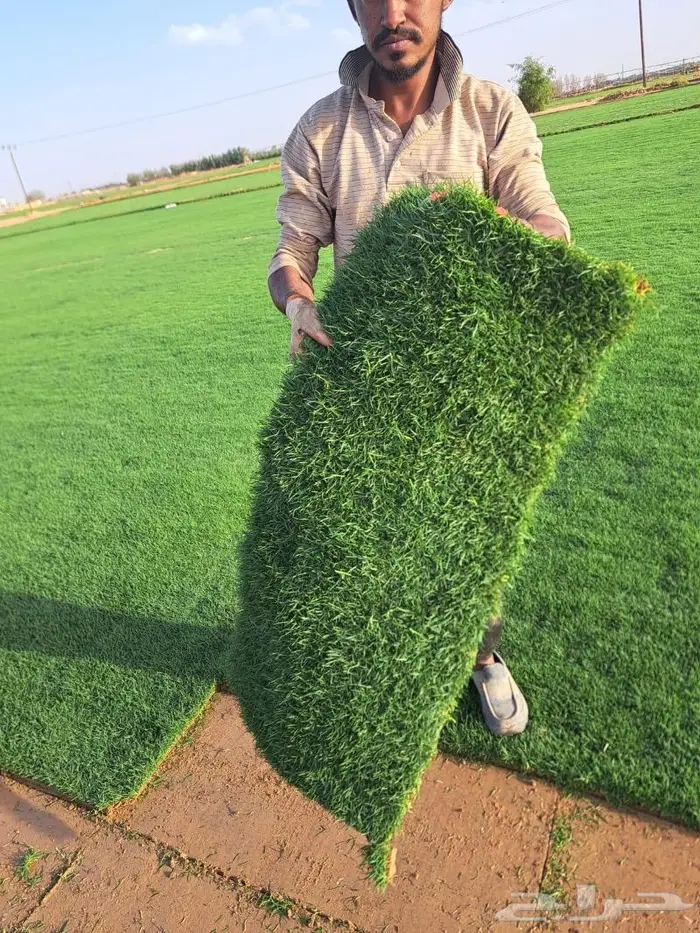 نجيل طبيعي اشجا رزينه تصميم جلسات 3