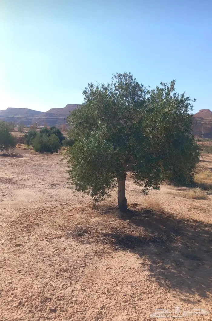 أشجار زيتون للبيع معمر وغير معمر 2