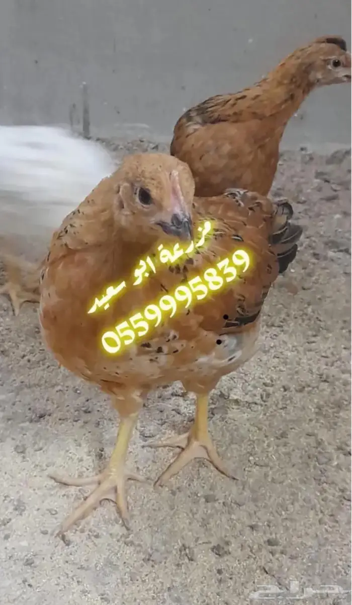 صوص فرنسي للبيع 1