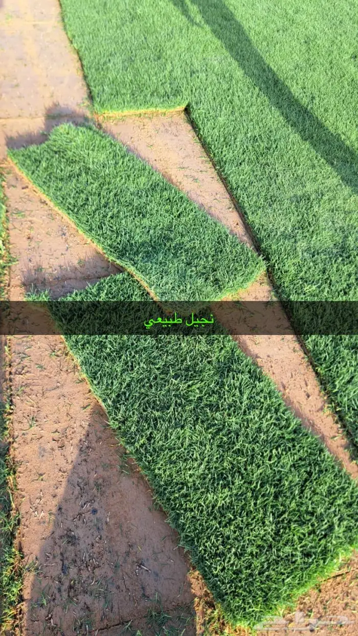 نجيل طبيعي اشجا رزينه تصميم جلسات 1