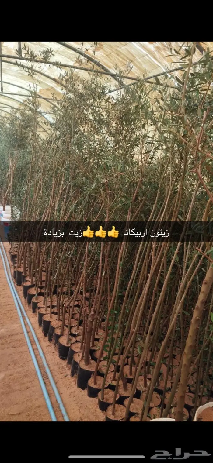 نجيل طبيعي اشجا رزينه تصميم جلسات 8