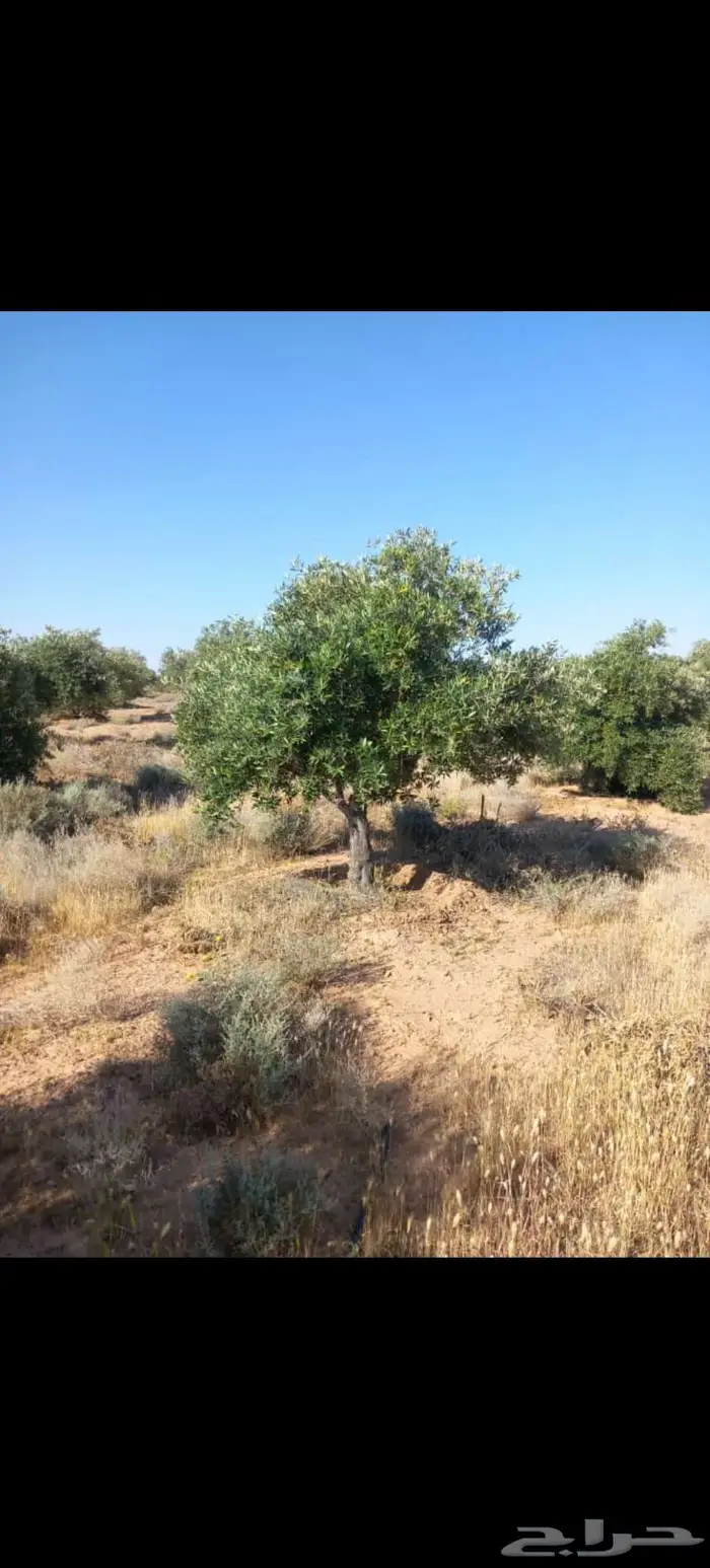 أشجار زيتون للبيع معمر وغير معمر 1