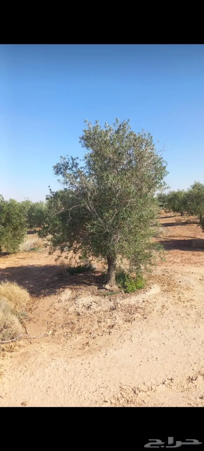 أشجار زيتون للبيع معمر وغير معمر 5