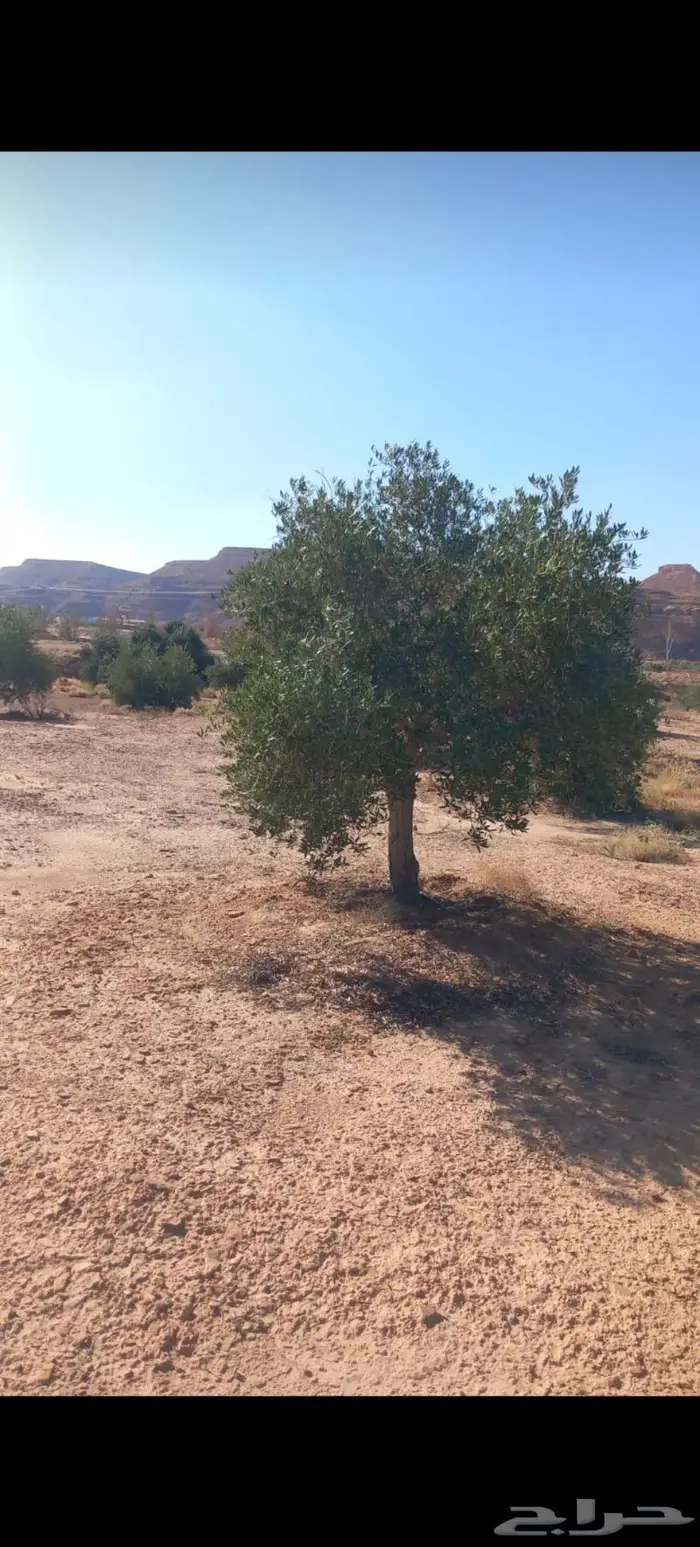 أشجار زيتون للبيع معمر وغير معمر 7